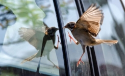 Pourquoi les oiseaux frappent-ils parfois contre les fenêtres ?