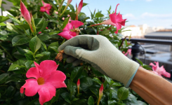 Votre dipladénia fait des feuilles mais plus de fleurs ? Découvrez le secret pour le faire refleurir tout l'été