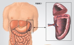 Voici les 7 organes sans lesquels vous pouvez vivre