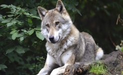 Le loup est désormais une espèce protégée en Europe - peu importe l’endroit où ils se trouvent