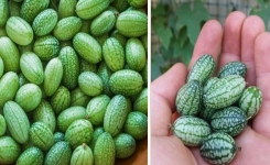 Comment cultiver une plante de cucamelons chez vous : mini melons avec de propriétés bénéfiques 