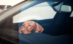 Canicule : peut-on laisser son chien seul dans une voiture ? Ce que dit vraiment la loi