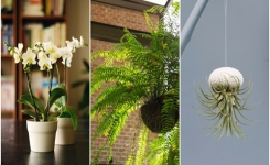  Plantes Qui Absorbent l'Humidité Naturellement Dans Toute la Maison