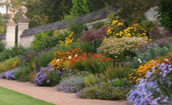 Ces plantes poussent presque sans eau… et restent magnifiques même en plein été
