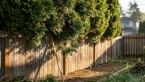 Haie de thuyas plantée à 50 cm : que dit la loi en cas de conflit entre voisins ?