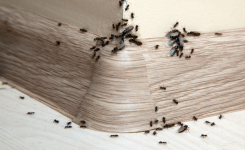 5 astuces naturelles pour les repousser les fourmis sans utiliser de produits chimiques