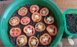 Découvrez les moyens les plus simples de cultiver des tomates pour ne plus jamais en acheter !