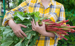 Comment cultiver la rhubarbe : conseils de plantation et d'entretien