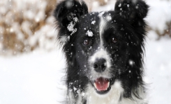 Comment protéger vos animaux de compagnie du froid