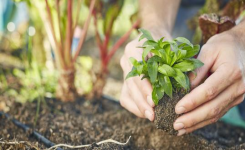 Les 10 légumes à planter dans son potager au printemps