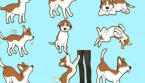 Comment un Chien vous Parle en utilisant 7 Parties de son Corps?