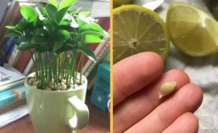 Pourquoi planter le citron dans un verre et le mettre à la maison ?