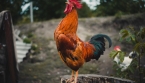 Le coq de mon voisin chante très fort et me dérange, que dit la loi ?