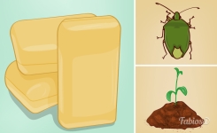 Protégez Votre Jardin des Insectes avec Ce Remède Maison Écologique et Économique