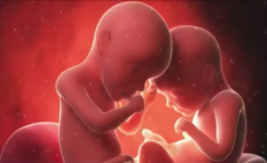 Une incroyable discussion entre deux bébés dans le ventre de leur mère…