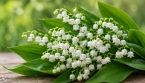 Muguet du 1er mai : les prix augmentent, combien va vous coûter un brin ?