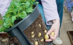 Comment faire pousser des pommes de terre plantés sur votre balcon !