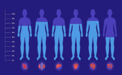 L’eau, source de vie : la composition en eau des organes du corps humain
