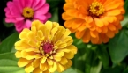 Le secret pour avoir des zinnias magnifiques tout l’été dans votre jardin