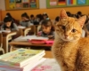 Comment un chat de rue a transformé la vie d’une classe en Turquie