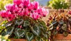 Pourquoi vos cyclamens ne refleurissent-ils pas ? Le détail que beaucoup oublient