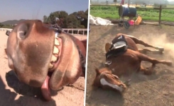 Pour ne pas travailler, ce cheval a développé une technique bien particulière ! (vidéo)