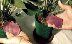 Fabriquez votre gel d'arrosage pour vos plantes, utile en cas d'absence