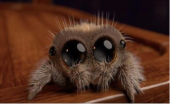 Découvrez Lucas, l’araignée qui va vous guérir de votre Arachnophobie en quelques secondes