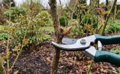 Que faut-il tailler au jardin avant la fin du mois d’août ?