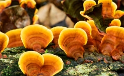 Champignons Reishi Prouvés Pour Le Soulagement De La Fibromyalgie 