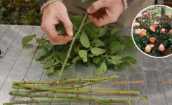 Comment reproduire des roses à partir de la tige pour en obtenir des dizaines