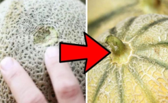 Comment choisir un melon juteux et sucré et le conserver correctement