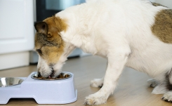 Bien nourrir son chien : Recettes maison