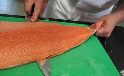 Le saumon d’élevage – l’un des aliments les plus toxiques au monde