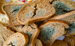 Taches verdâtres sur le pain : faut-il s’inquiéter ?