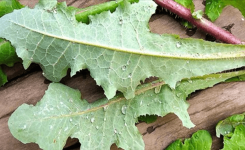 Cet antidouleur est aussi efficace que la morphine et il pousse probablement dans votre jardin !