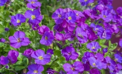 Cette vivace résistante fleurit dès mai et pousse sans eau : idéale pour murs et jardins secs