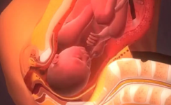 Vidéo explicative très complète concernant le processus de l'accouchement.