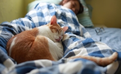 Votre chat se blottit contre vous la nuit ? Voici pourquoi…