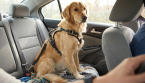 Le Code de la route oblige-t-il à attacher son chien en voiture ? Ce que dit la loi