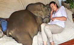 Il y a 5 ans elle sauvait un éléphanteau de la noyade, aujourd'hui il la prend pour sa maman et ne la quitte plus