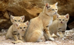 Les chats des sables, ces félins qui ne grandissent jamais