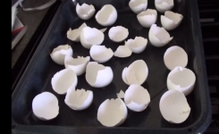 Pourquoi il fait cuire des coquilles d'œufs ?