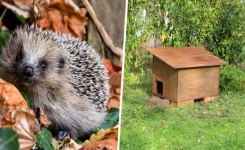 Construisez une cabane pour hérissons à mettre dans le jardin