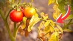 Pourquoi les feuilles de tomates jaunissent ?
