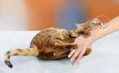 Connaissez-vous la maladie des griffes du chat ?