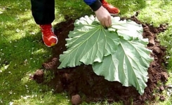 Il dépose 4 feuilles de rhubarbe sur une butte de terre! Je n'avais encore jamais vu ce qu'il s'apprête à faire!