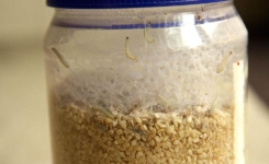 L’astuce efficace pour se débarrasser des mites alimentaires