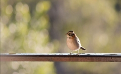 Lorsqu’un oiseau entre dans votre maison, que cela signifie-t-il vraiment ?