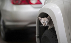Hiver : Attention aux chats cachés dans votre voiture. Que peut-on faire ?